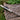 'Zarb' Damascus Folding Knife (Water Buffalo Horn Handle)