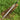 Gladius Sword Black Resin Handle
